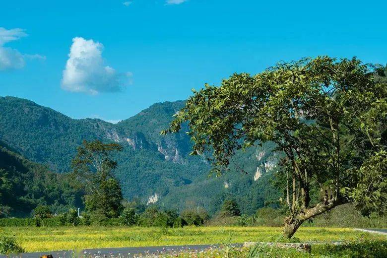 不小心在临沧拍到了语文课本封面_博尚_茶树_油菜花