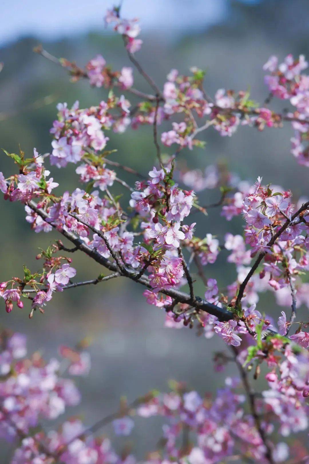 春光明媚,花开正好!风里有了春天的味道!_宁波_鄞州_樱花