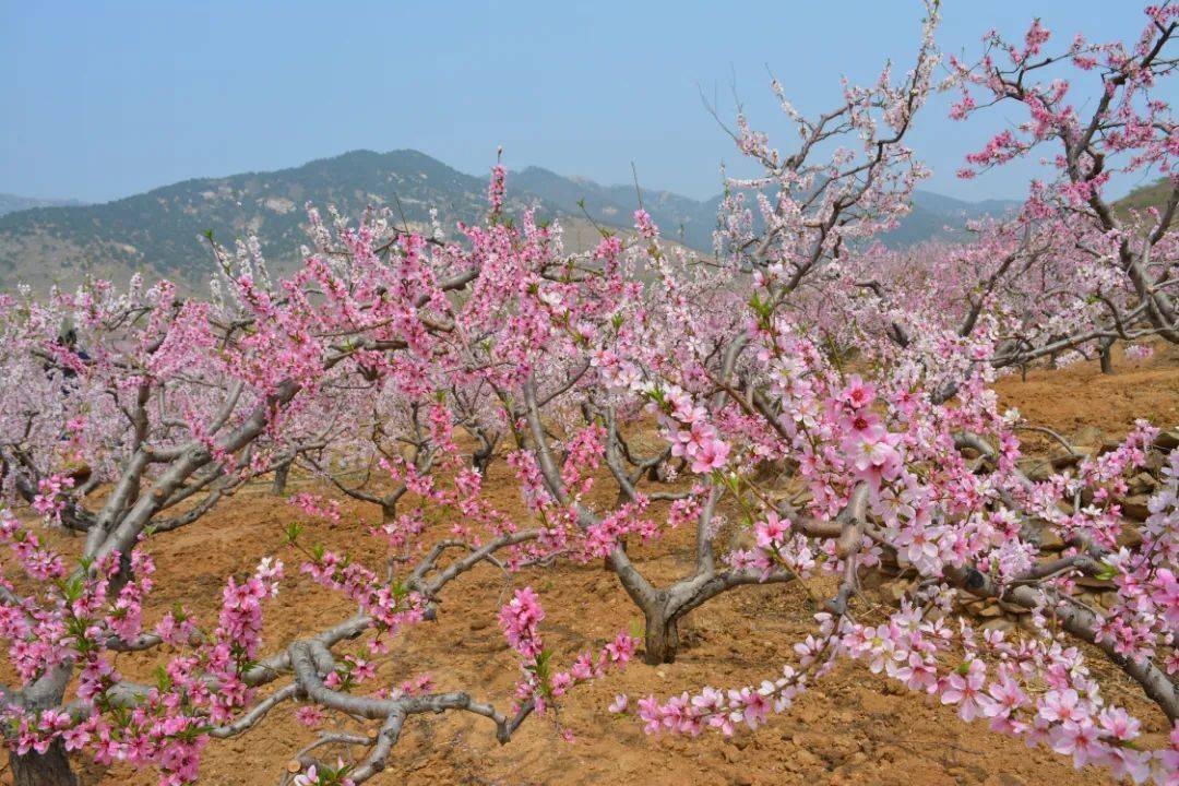 花期预告 | 春暖花开时,平邑赏花季