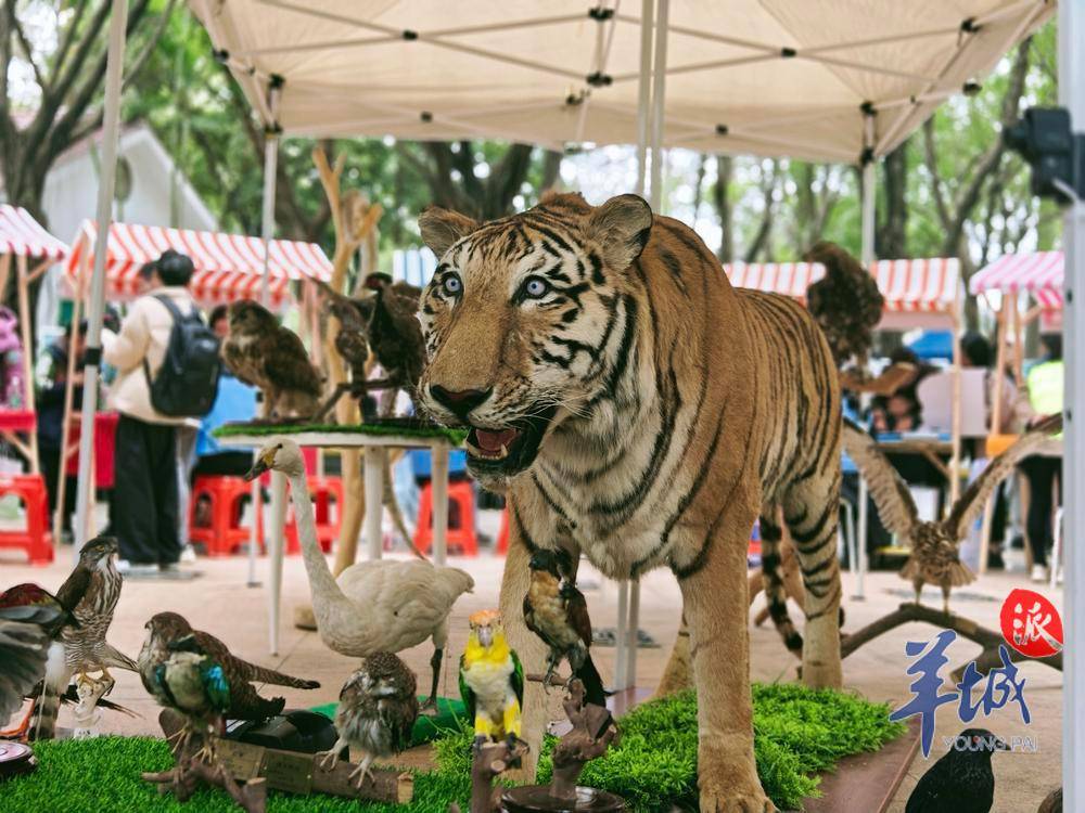 視頻圖集感受生態之美廣州動物園舉辦第十一個世界野生動植物日活動