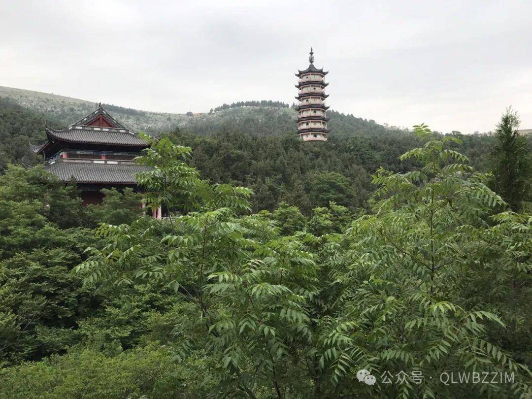 到枣庄→上春山,春光烂漫不思还～_湿地_风景区_水库