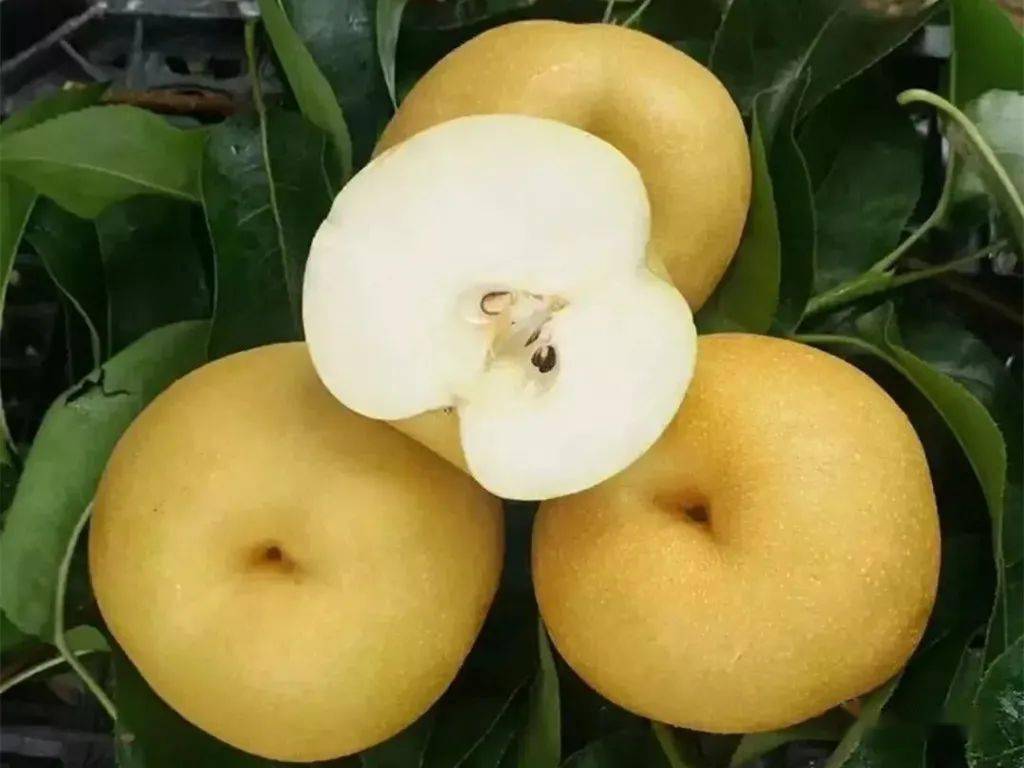 陈皮食谱:寒风尽,暖春来,惊蛰梨,润身体