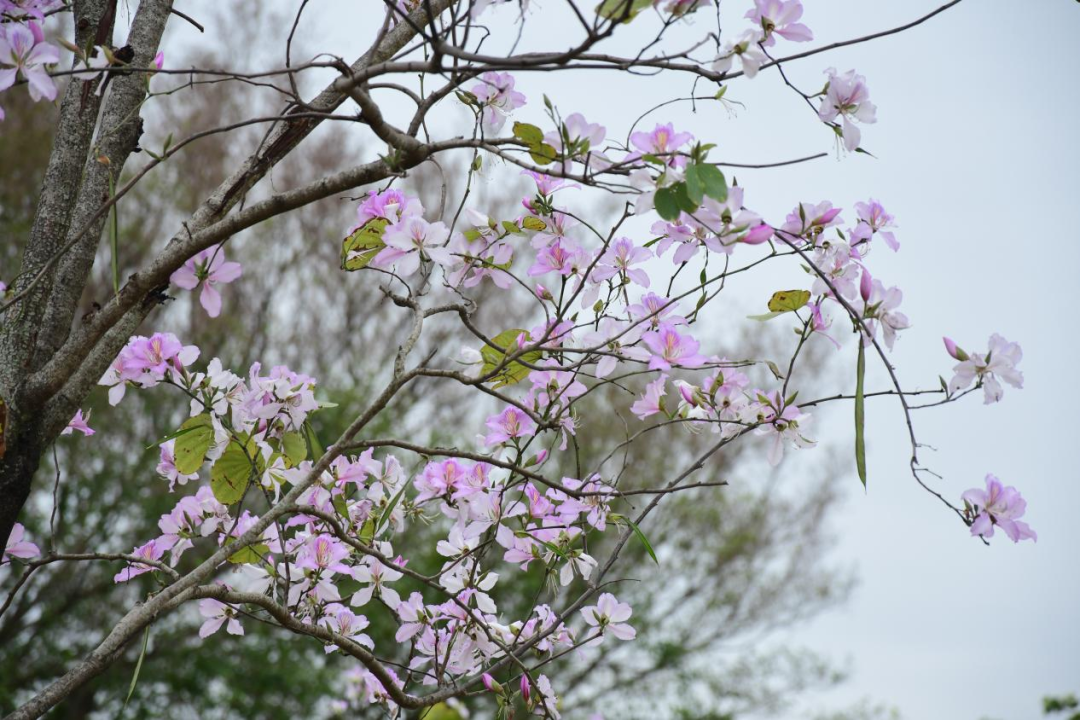 禾雀花开坪山,龙年火力全开金龟社区,有着深圳"最美山村"之称在金龟
