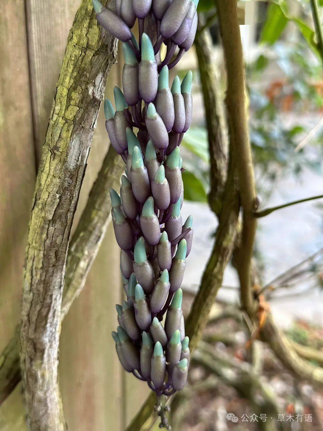 翡翠葛_版纳_植物园_颜色