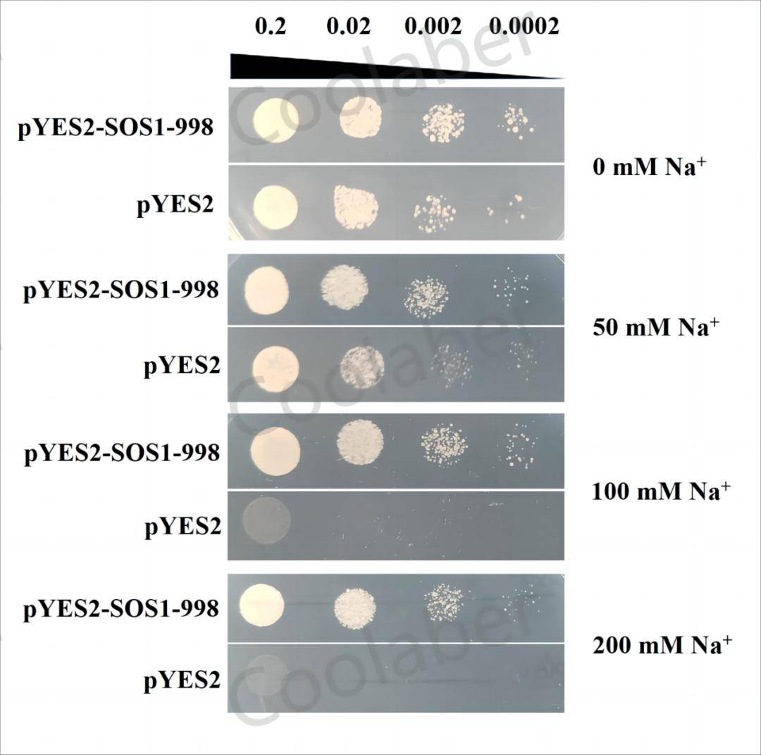 酵母异源互补在植物离子转运蛋白和分泌蛋白研究中的