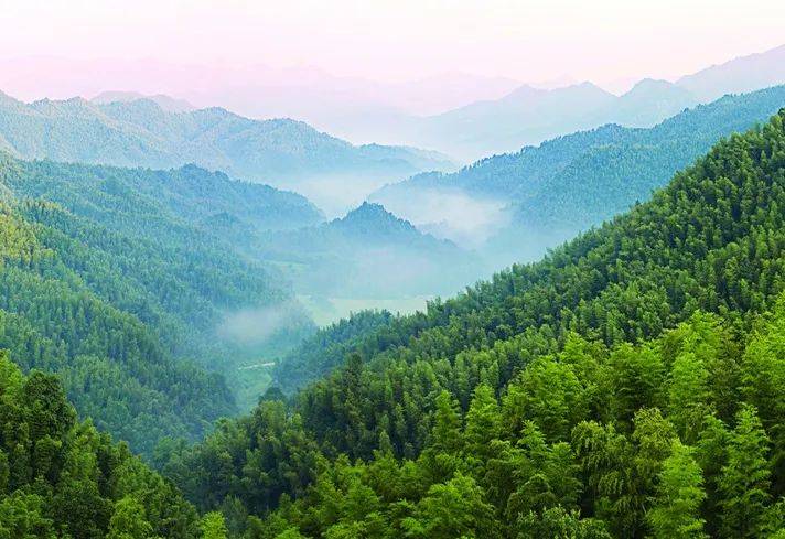 【生态鄱阳湖 绿色农产品】品牌故事——宜丰竹笋:蓄