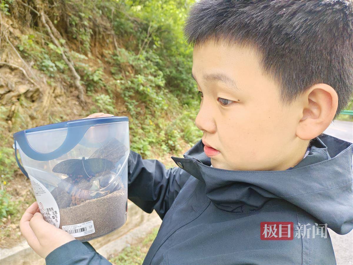 会抓捕,懂饲养,巧制创意标本,武汉11岁男孩认识上千