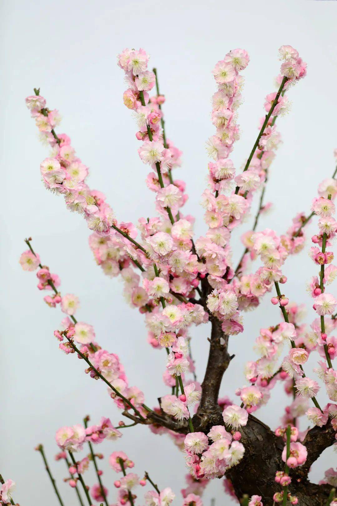 都说梅花盛开的时候响水湖长城的梅花开得更盛了新年过后梅蕊腊前破