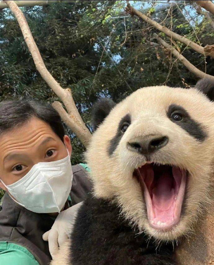 "顶流"即将回国,有人排队近7小时送别_爷爷_大熊猫_网友