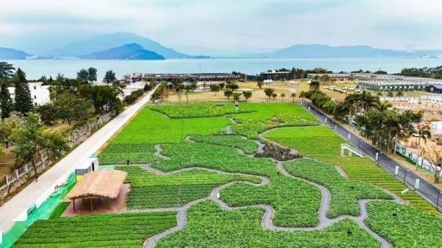 春节大鹏过夜游客增长超两倍,省外游客量明显上升,境