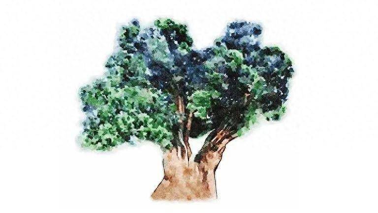 圣庙古柏话传奇_千年_树身_根部