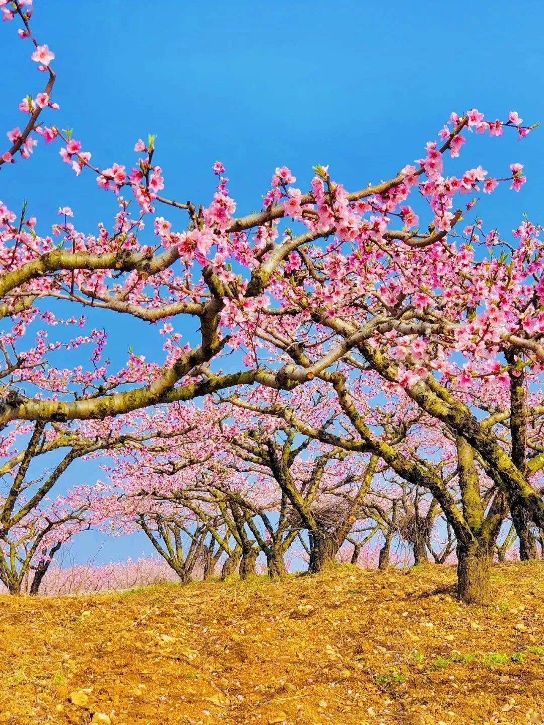 金卉庄园景区 门票图片