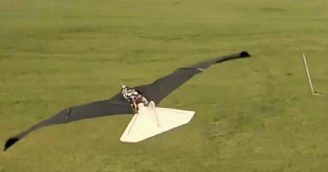 的仿生飞行器最敏捷,最像鸟类飞行动作"小隼"是目前同类飞行器中仿生