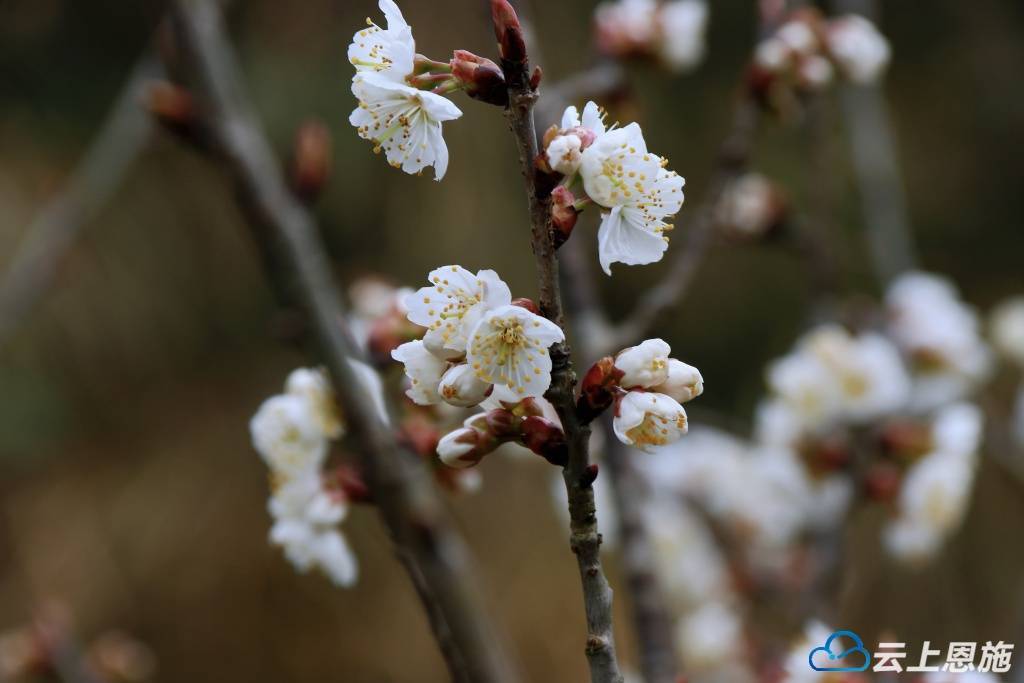 车厘子花什么样子图片