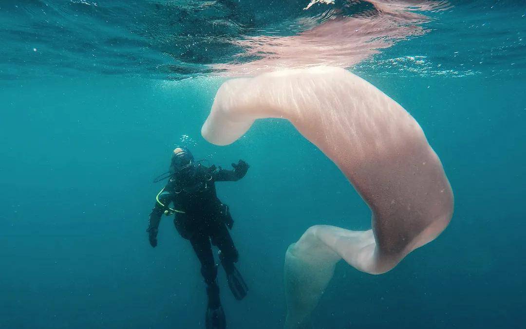 最梦幻的海底生物——火体虫_海洋_基因_生活