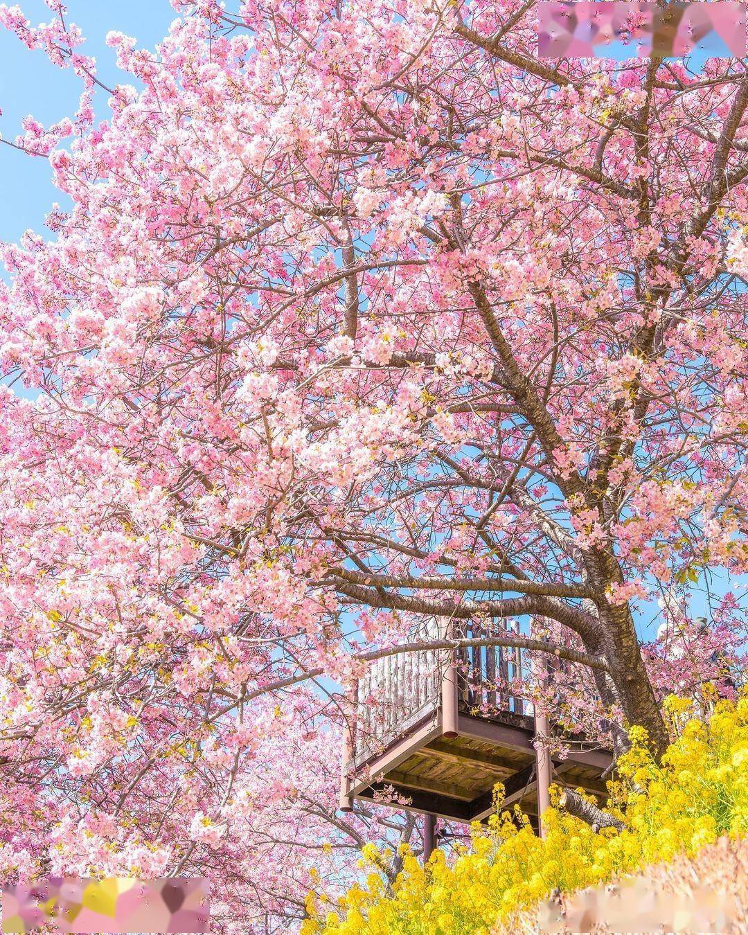 樱花摄影技巧7个,手机拍樱花,很好看_照片_色彩_主体