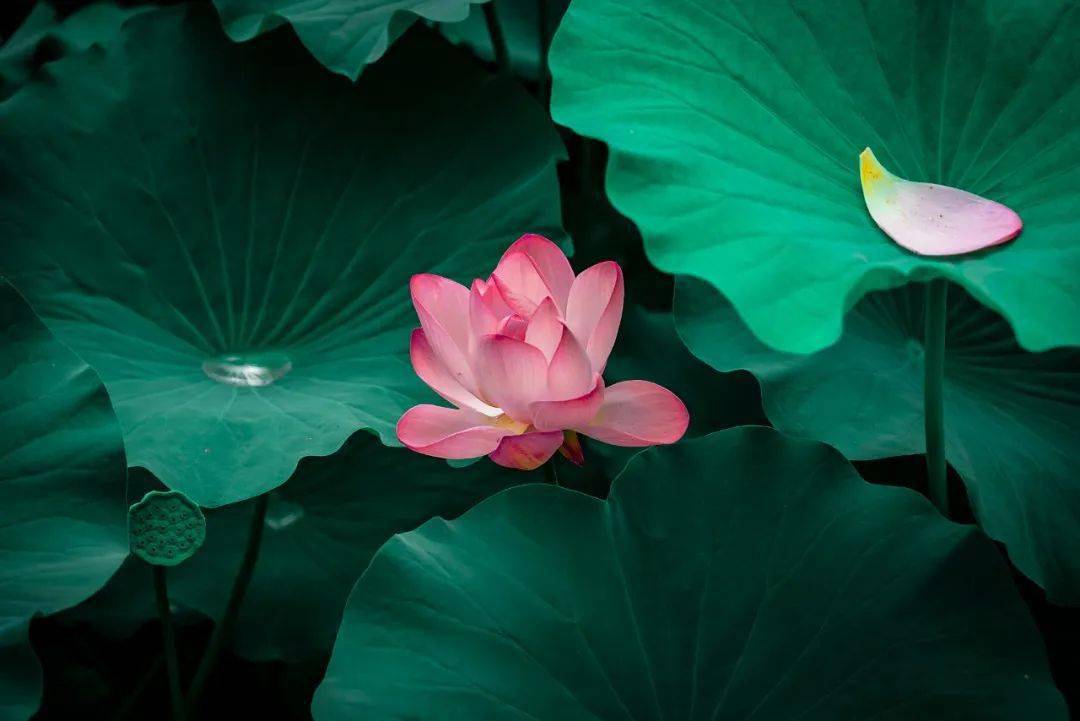 静心人的一生会遭遇无数次离别