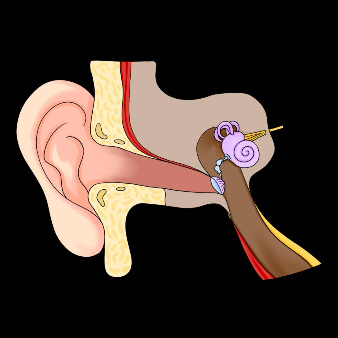 "中耳炎"分四大类,症状及治疗方法附上