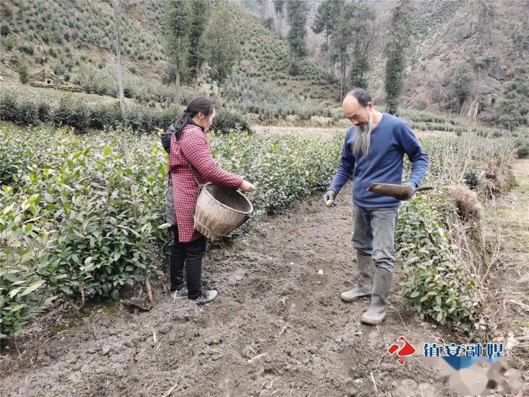 新春走基层丨达仁镇:春耕正当时 田间地头忙_茶园_镇安县_发展