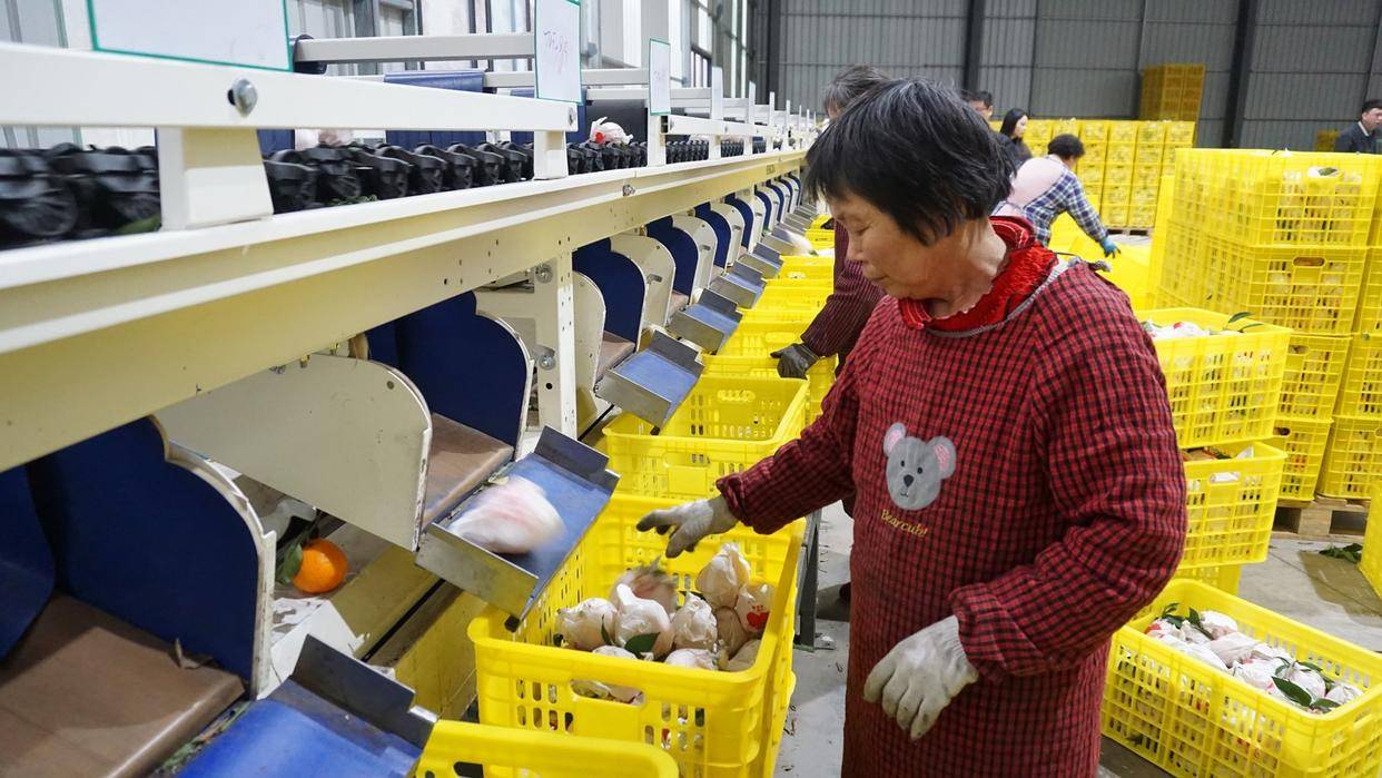 推动特色农业发展 市中区做强物流仓储配套|万千气象看四川·甜美内江