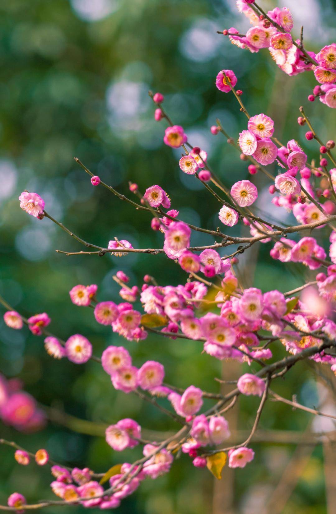 春花图片大全最美图片