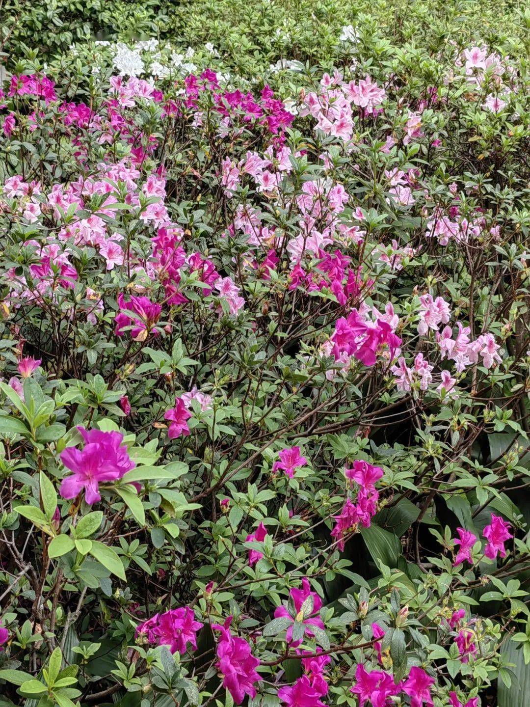 绿色越秀 | 刷屏预备!兰圃的杜鹃花开好了_锦绣_桥身_栽培
