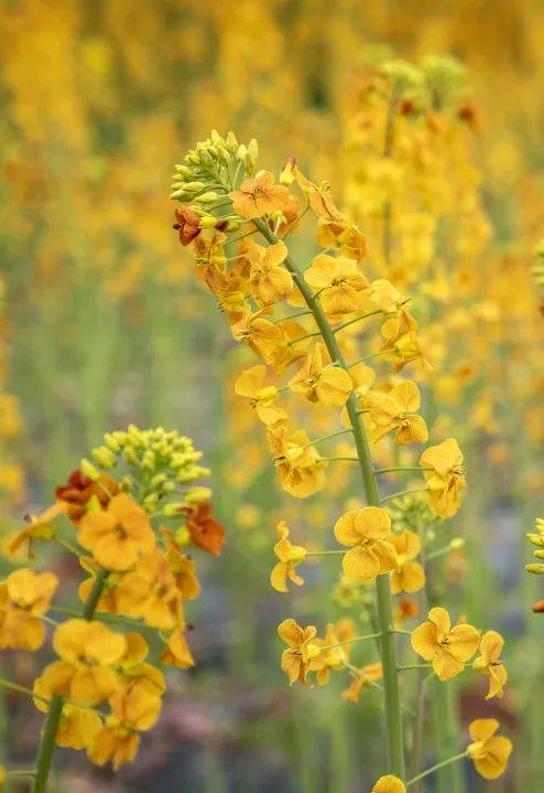 芜湖油菜花图片