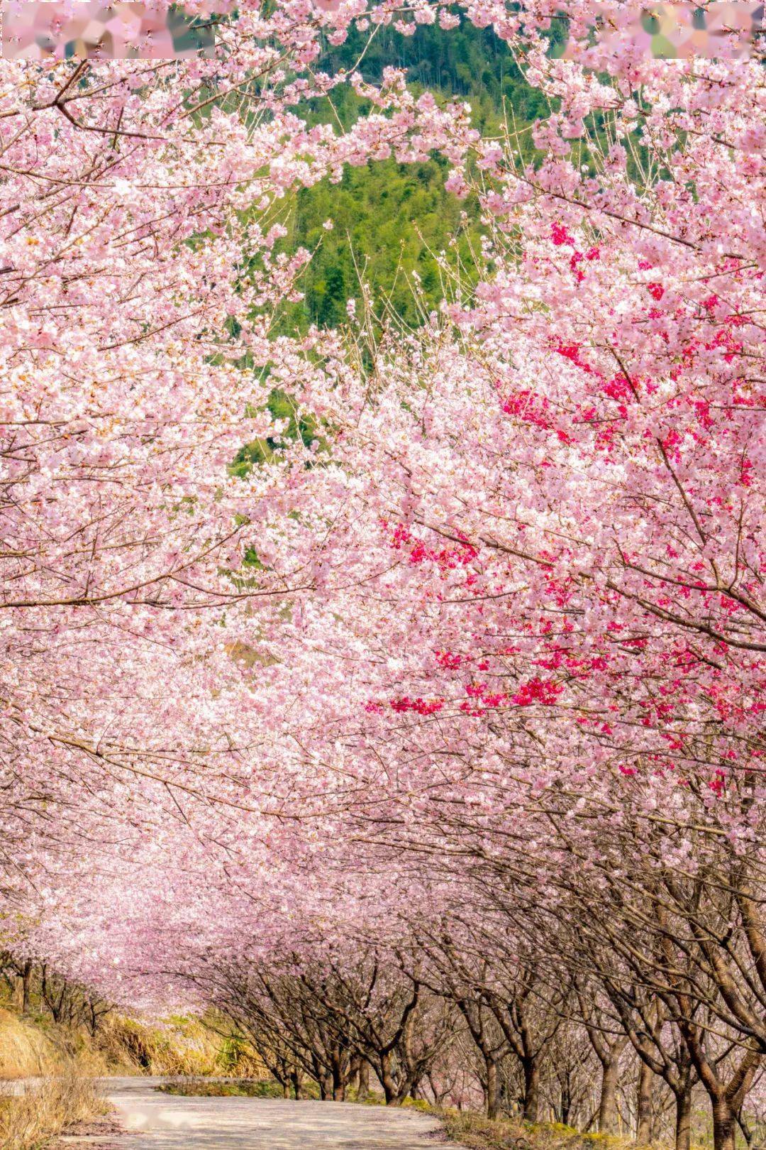 荣登全国第二带你解锁宜春的花花世界