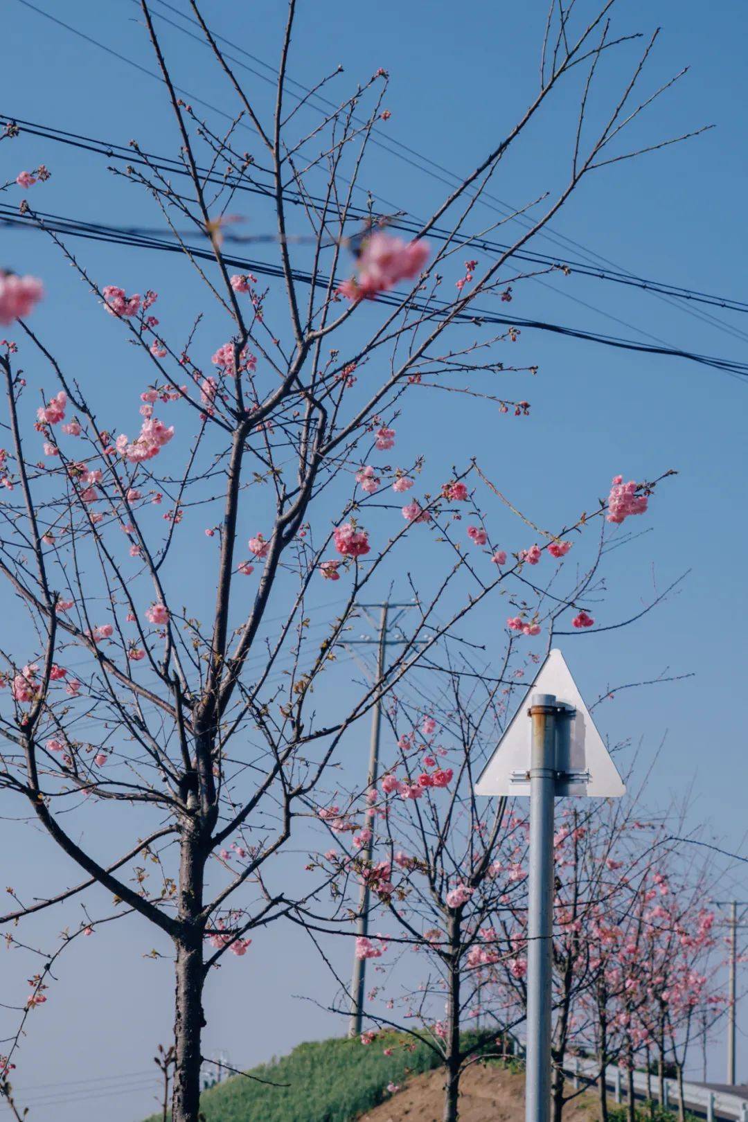 弥勒这里有精彩活动!山歌大咖要来_樱花_山野_云南