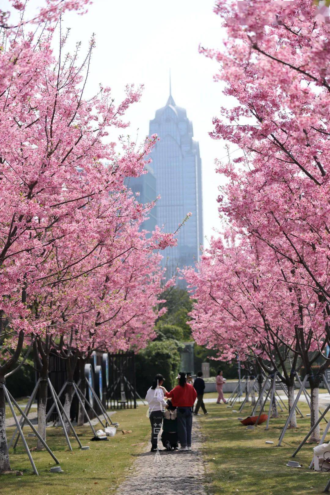 宁波樱花公园多大图片