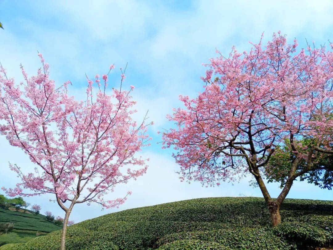 福建永福樱花2021花期图片