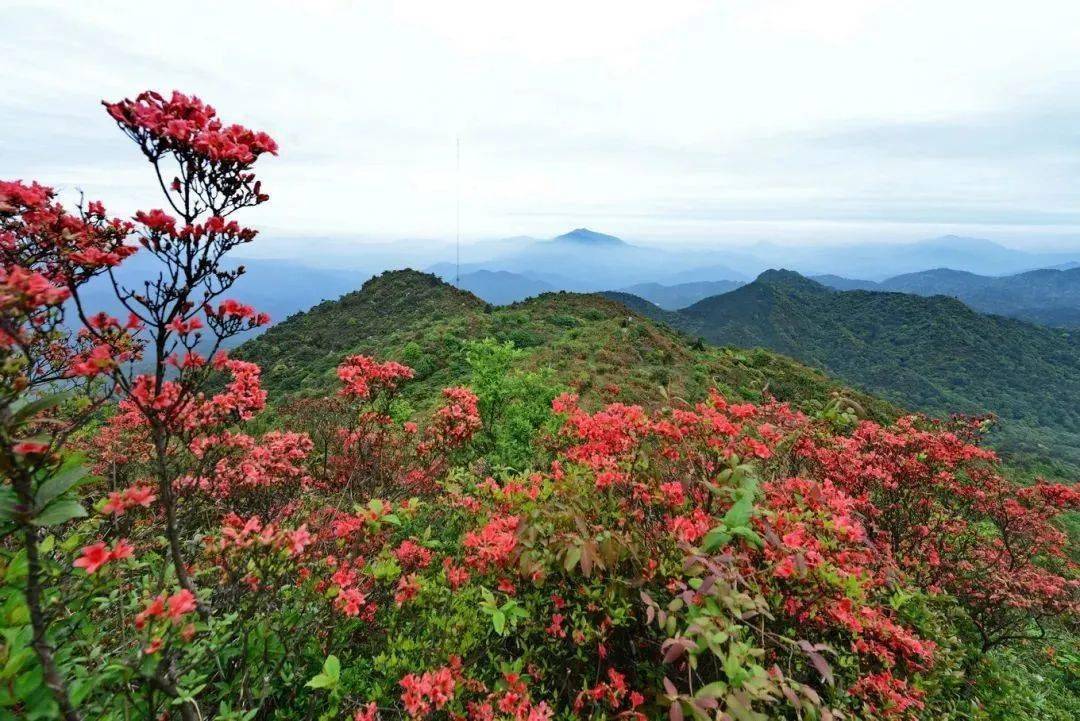 旅游走来去永安这些地方赏花去