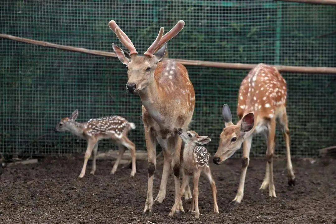 太火爆了年卡已开抢台州湾野生动物园限时特惠成人年卡仅售￥168元