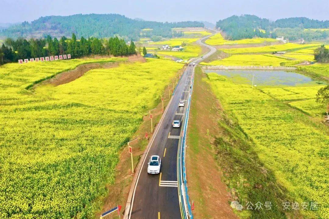 郁金香_油菜花_遂宁