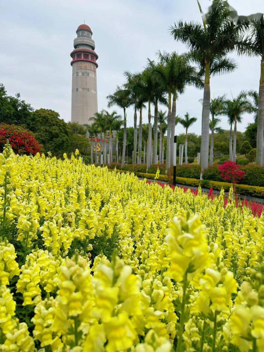 厦门100000 !地图 实景→_樱花_公园_步道