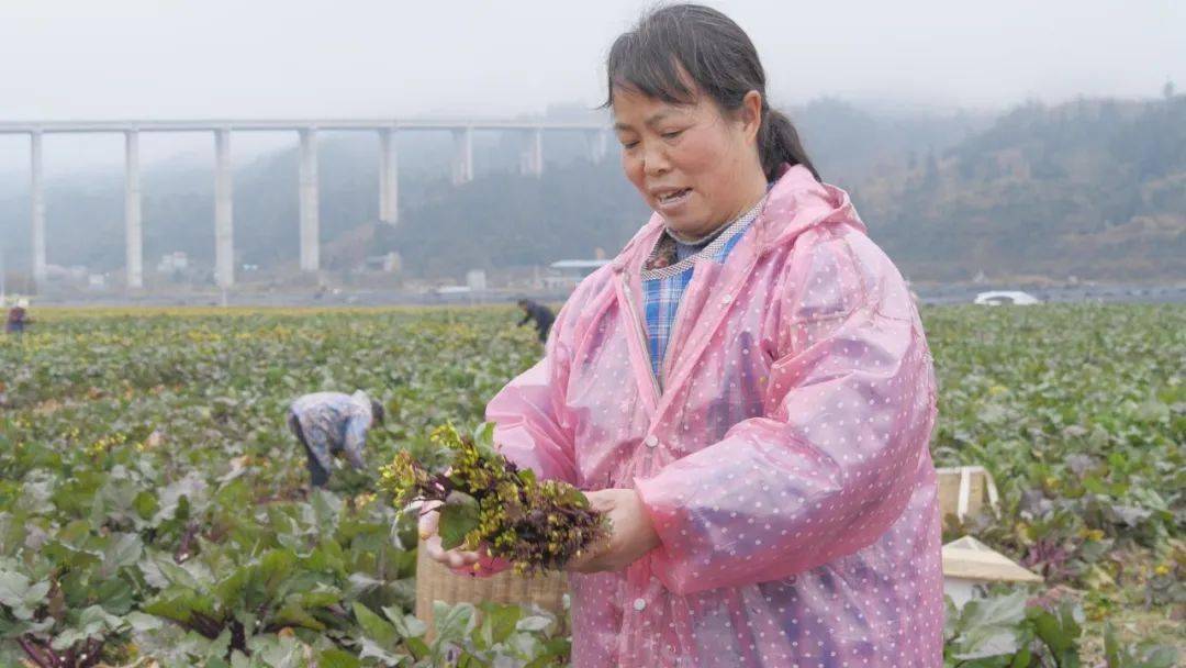 天柱县扬扬生态种植专业合作社基地负责人唐建林表示,初产期每天产量