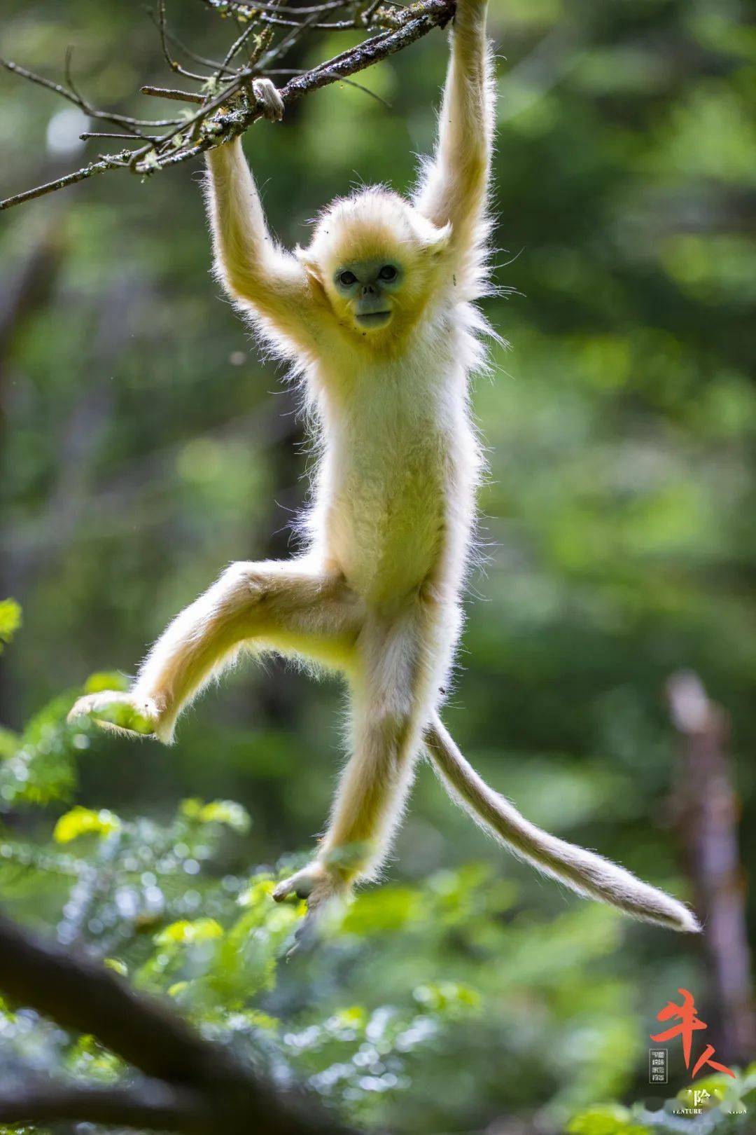 但在自然环境中,金丝猴的真实影像极为稀少,无论是在四川还是在秦岭