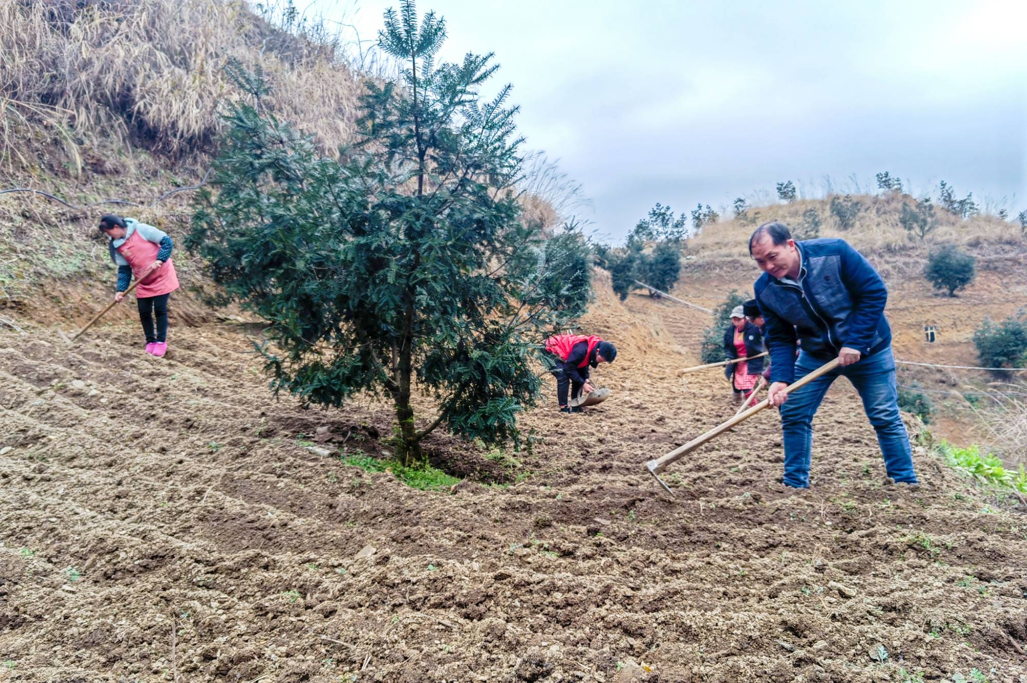 志愿者帮助村民抢抓农时(务川县融媒体中心供图)同样干得热火朝天的