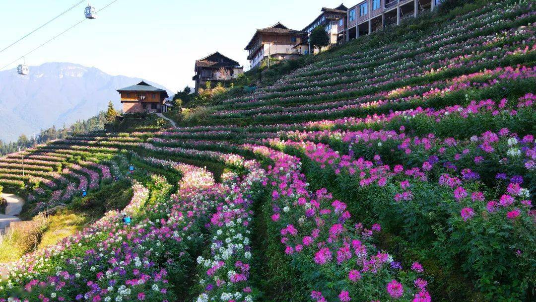 邀请大家赏烟雨桂林,品恭城油茶……_景区_参赛选手_门票