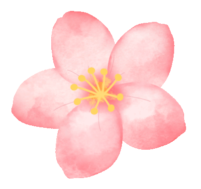 2024上海樱花节3月11日启幕这份赏樱攻略拿走不谢