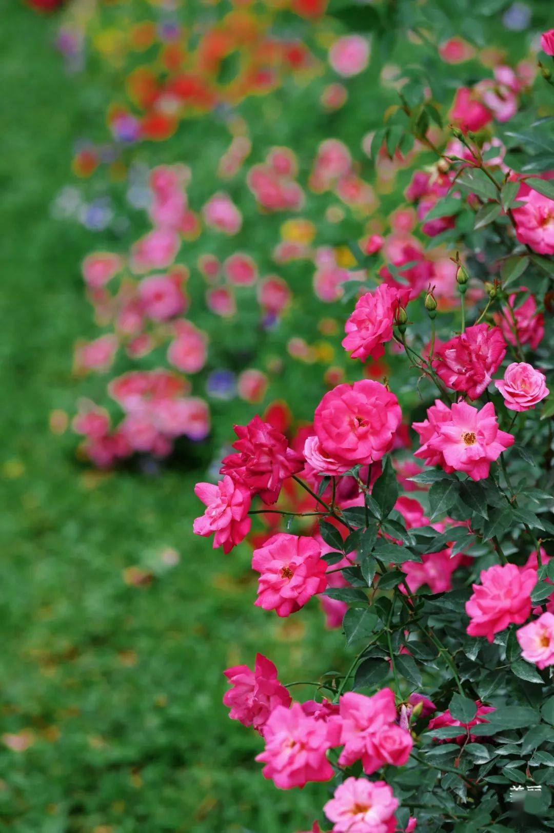 五园联动,2024深圳月季赏浪漫开启,去看春天→_人民公园_游客_花园