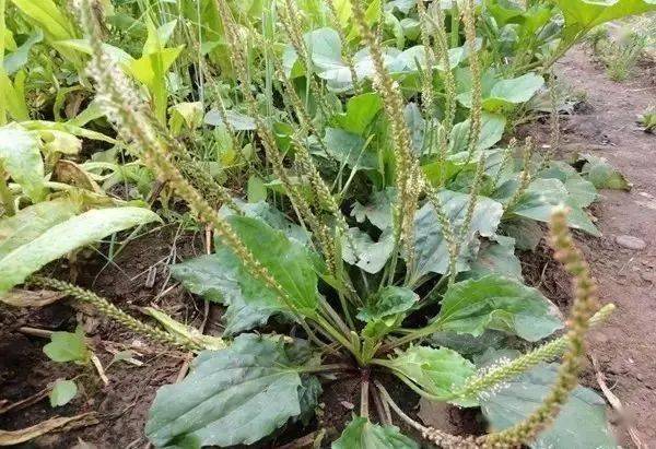 3,车 前 草以叶入药称大青叶,以根入药称板蓝根,具有清瘟解毒,抗菌