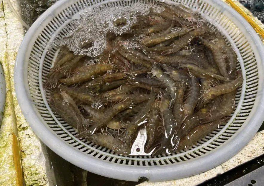 50元斤萧山已有小龙虾上市不少摊主却说再等等