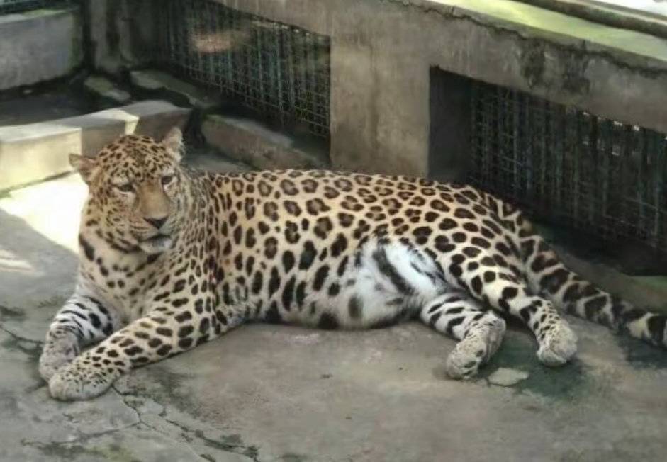 豹饮豹食会怎样四川豹警官意外走红动物园回应年纪大锻炼少