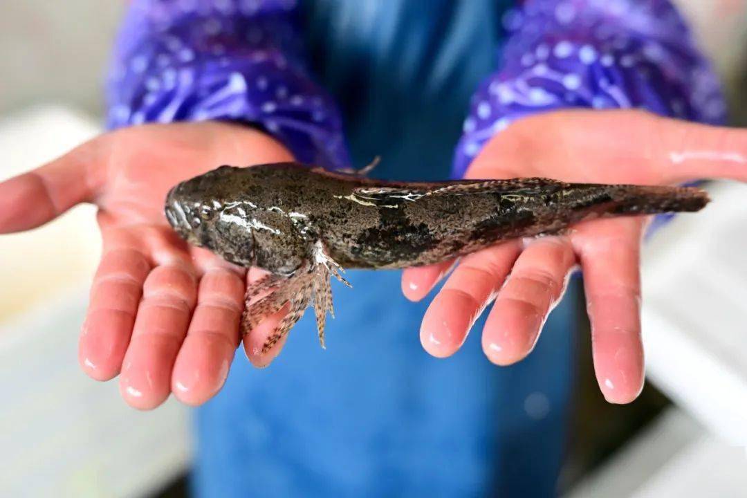 一口吃个春天就是野