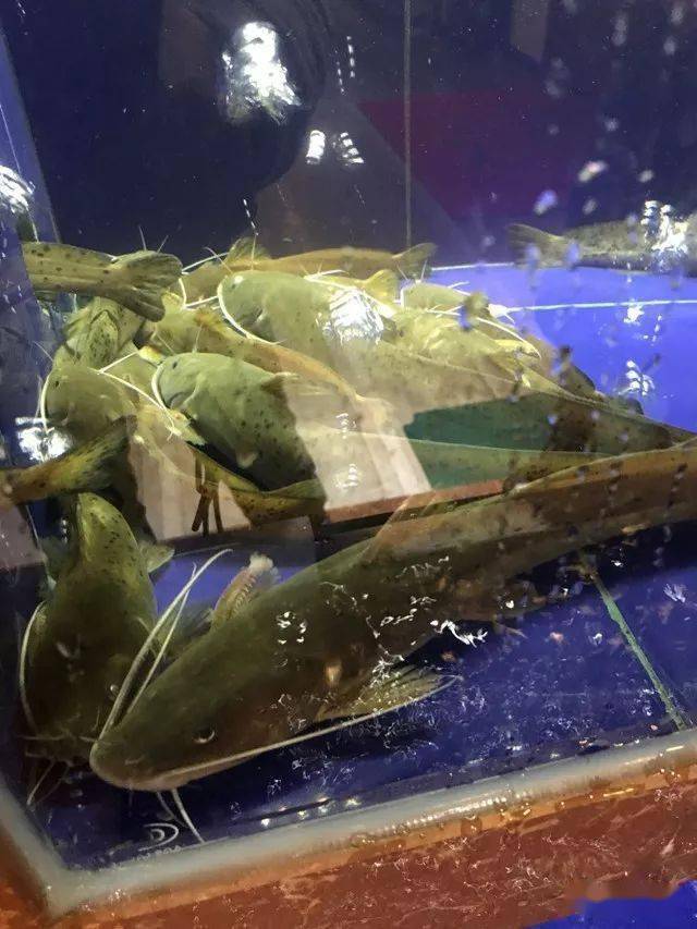 石扁头还有一个江湖外号,叫野生飞鱼.