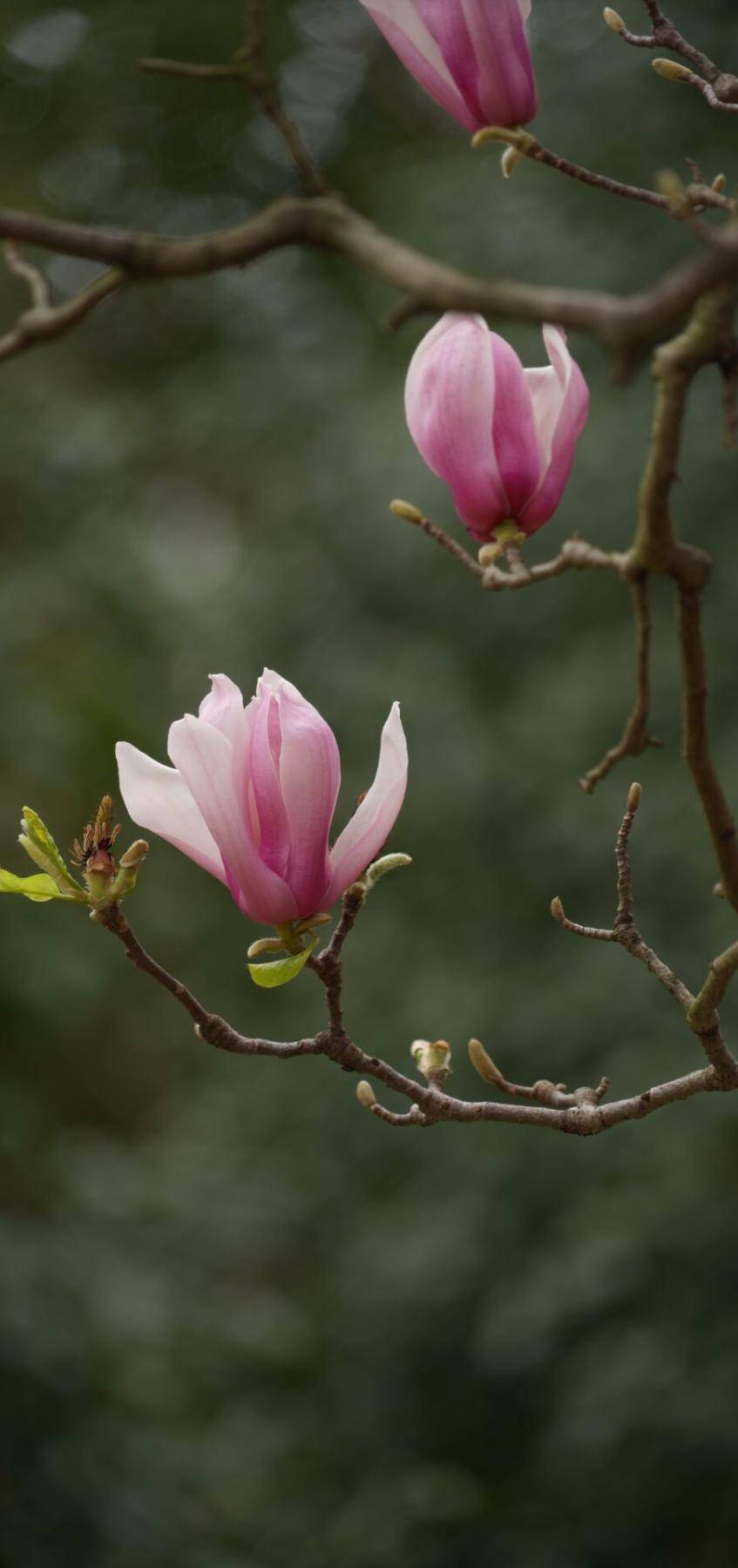 等你,发现身边春天的美!