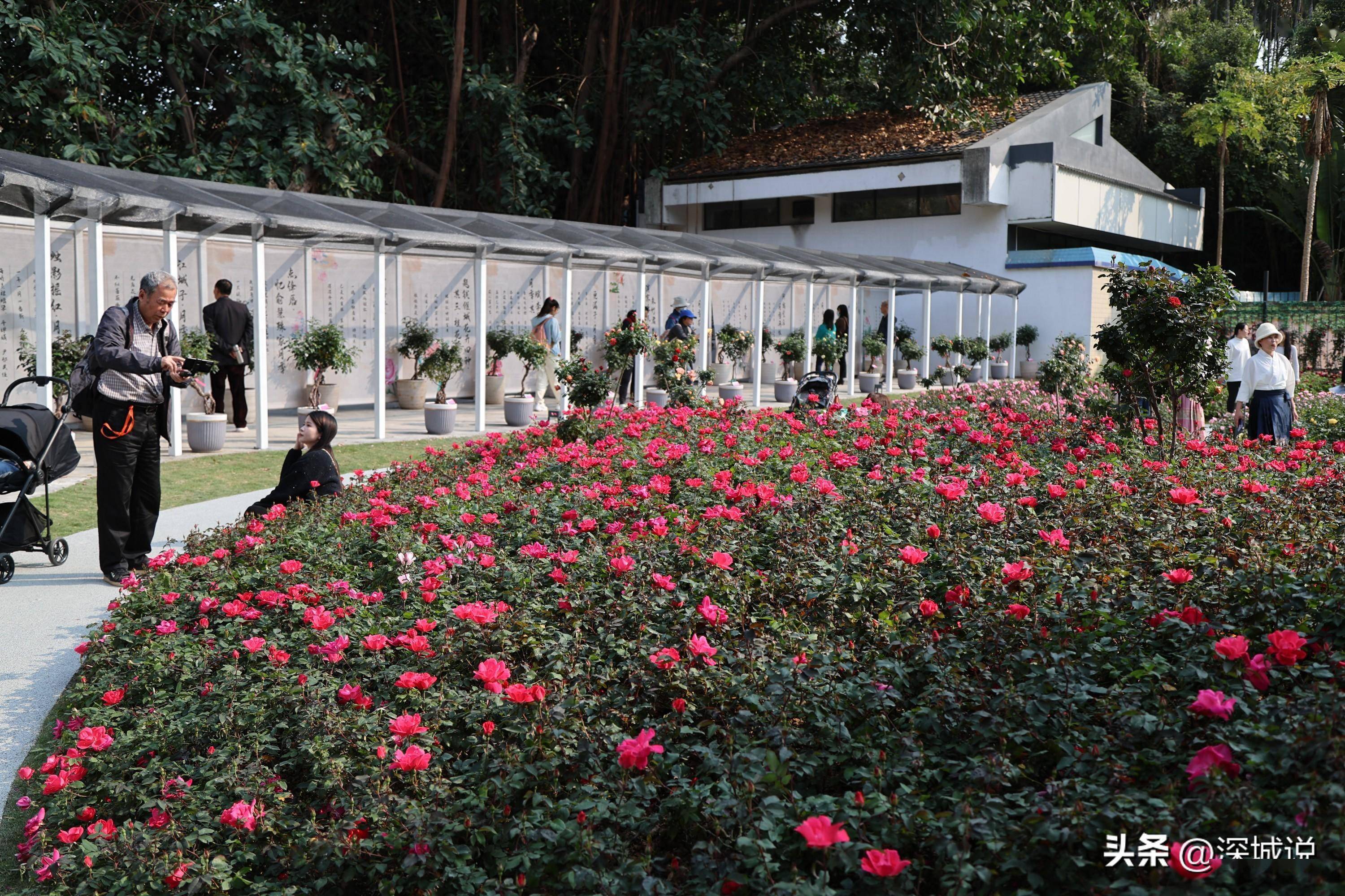 2024深圳月季花展遇上好天气赏花正合适300多品种月季绽放