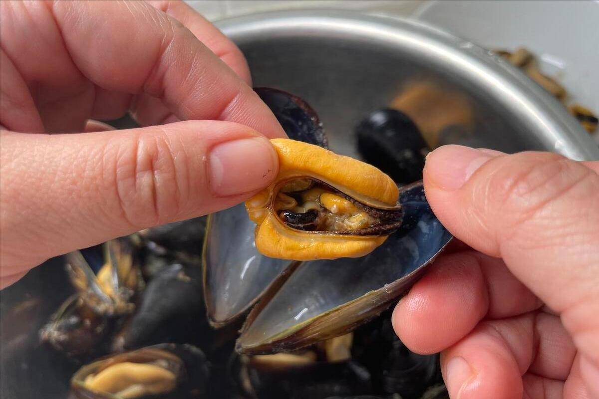 煮海虹,不用水也不用盐,老渔民分享海边人做法,原生态倍儿鲜美