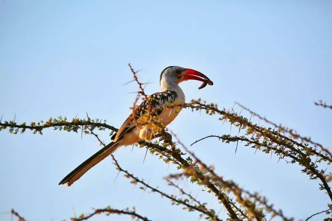 暑假去非洲看动物大迁徙一生一定要见证一次的神迹